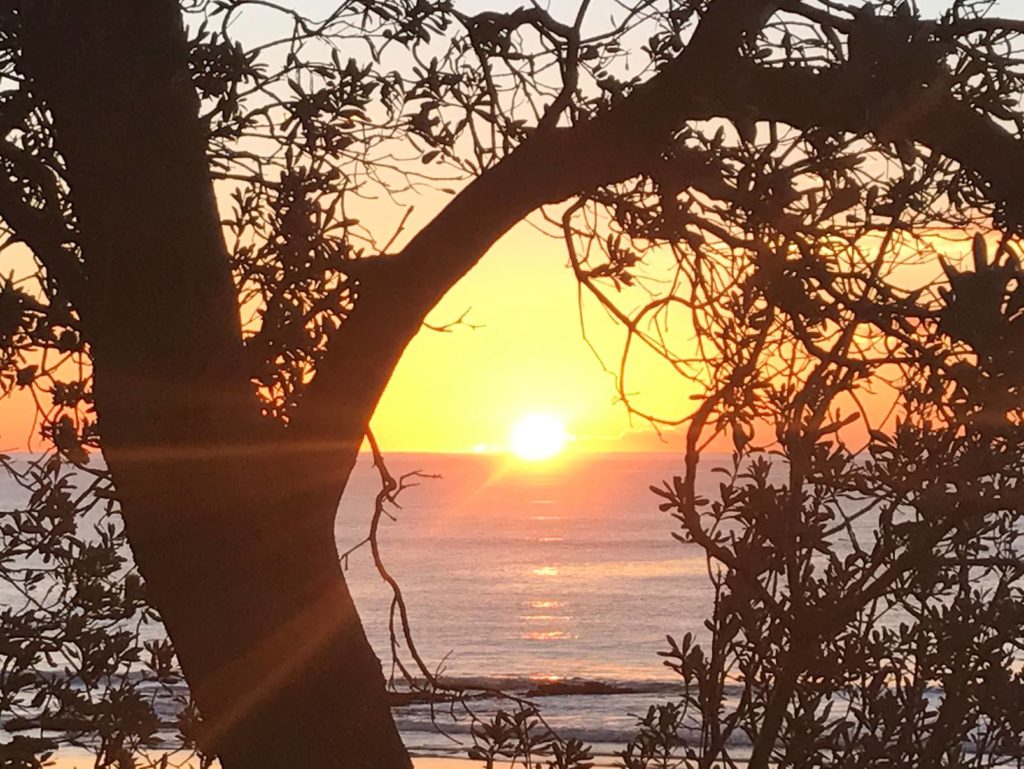 Sunset over ocean framed by silhouetted tree